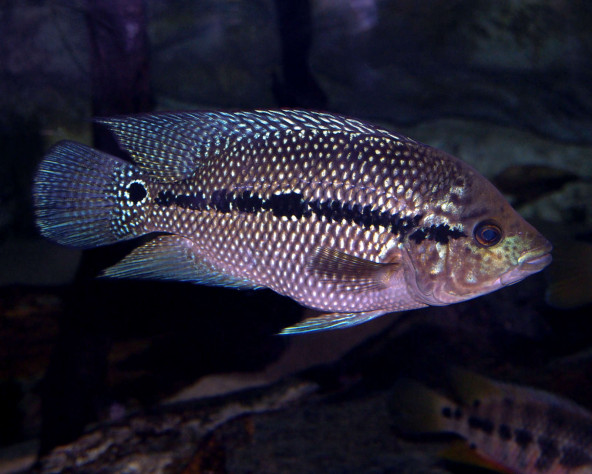 kronoheros_umbriferus_male_male_maao_fevrier_2019_photo_ff_051.jpg