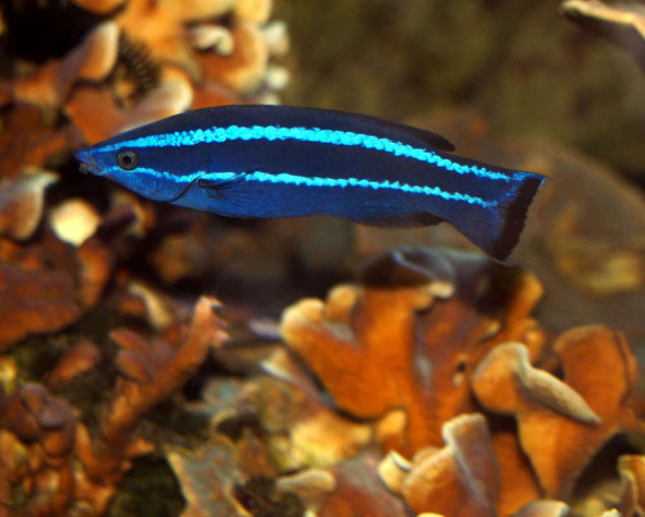 larabicus_quadrilineatus_maao_photo_ff_.jpg