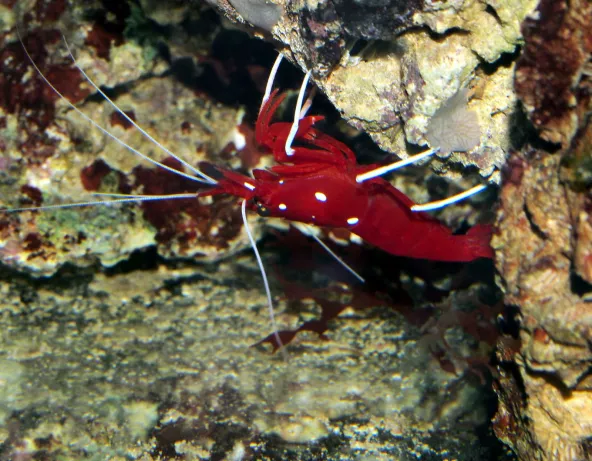 lysmata_debelius_photo_ff_1469.jpg