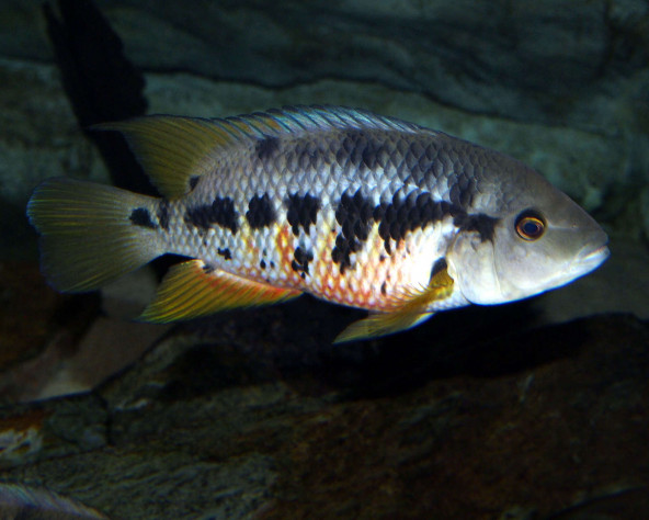 mesoheros_atromaculatus_male_maao_fevrier_2019_photo_ff_050.jpg