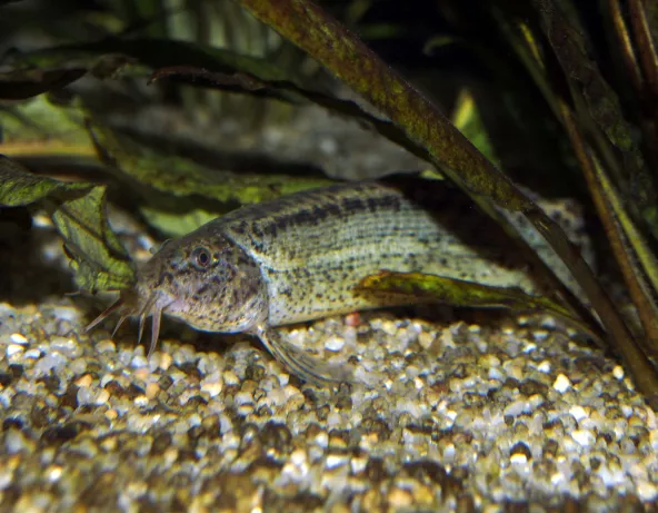 misgurnus_anguillicaudatus_maao_octobre_2018_photo_ff_017.jpg