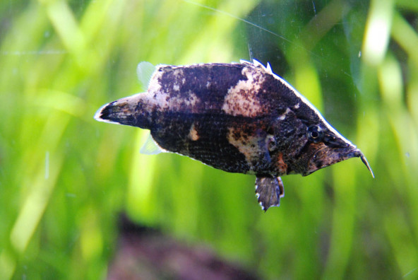 monocirrhus_polyacanthus.jpg