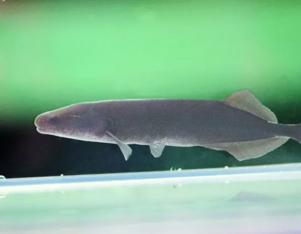 mormyrops_anguilloides.jpg