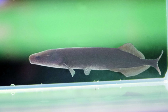 mormyrops_anguilloides.jpg