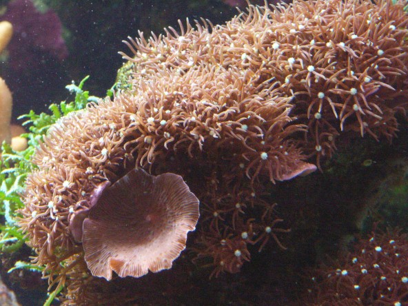 pachyclavularia_violacea.jpg