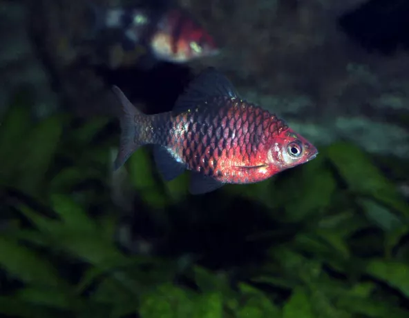 pethia_nigrofasciatus_male_adulte_maao_photo_ff_.jpg