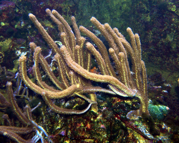 plexaurella_sp_maao_photo_ff_1889.jpg