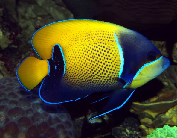 Pomacanthus navarchus adulte © Fréderic Fasquel