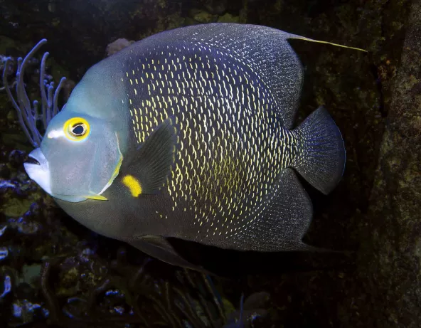 Pomacanthus paru adulte © Fréderic Fasquel