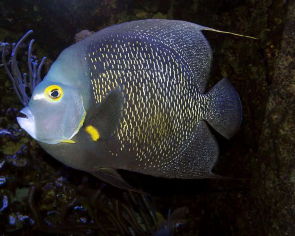 Pomacanthus paru adulte © Fréderic Fasquel