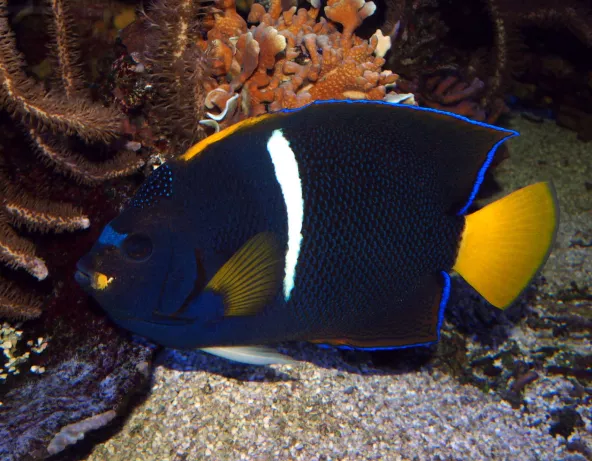Pomacanthus passer adulte © Fréderic Fasquel