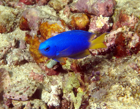 pomacentrus_coelestis_adulte_in_situ_photo_ffr.jpg