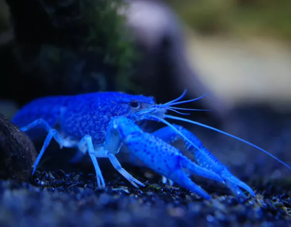 procambarus_alleni.jpg