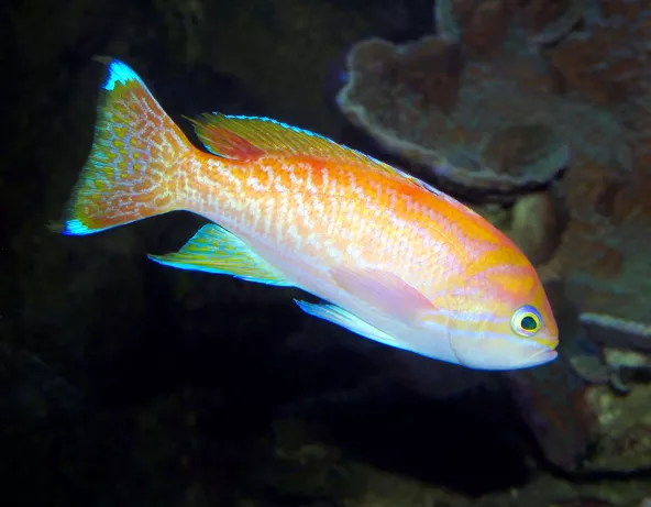 pseudanthias_bimaculatus_maao_photo_ff.jpg