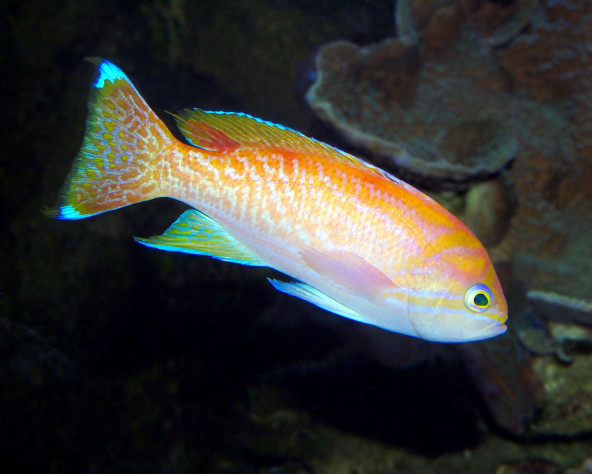 pseudanthias_bimaculatus_maao_photo_ff.jpg