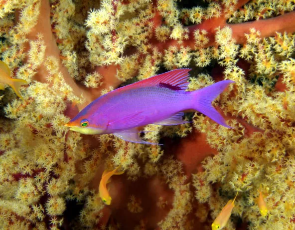 pseudanthias_tuka_male_adulte_in_situ_bohol_philippines_photo_ff_.jpg