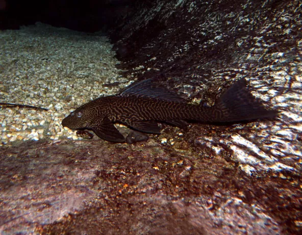 pterygoplichthys_anisitsi_adulte_maao_photo_ff_thai_dec_19_2011.jpg