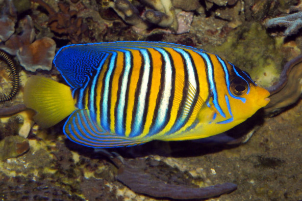 Pygoplites diacanthus adulte de Mer Rouge © Frédéric Fasquel.jpg