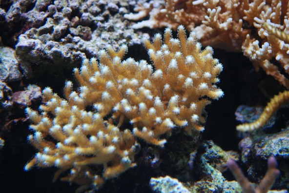 seriatopora_caliendrum.jpg