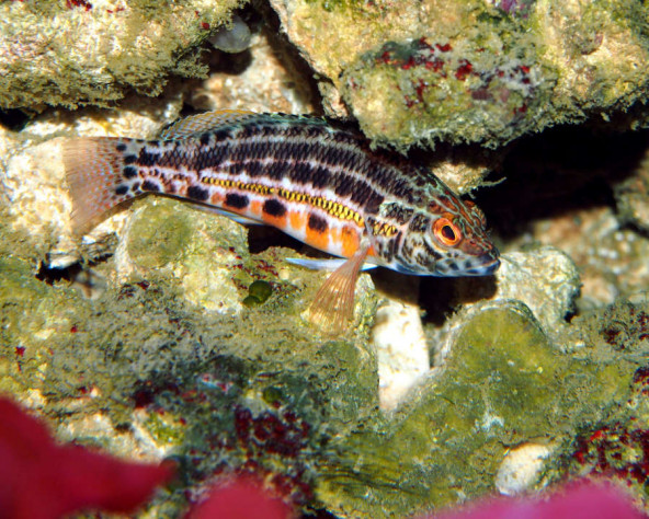 serranus_baldwini_maao_photo_ff_1897.jpg