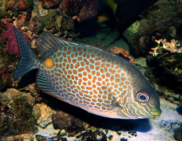Siganus guttatus jeune adulte © Fréderic Fasquel