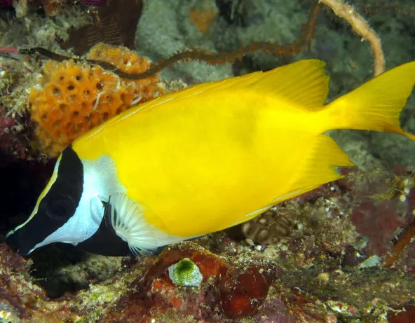 083_-_siganus_vulpinus.jpg