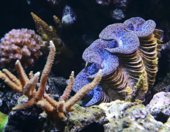 tridacna-5.jpg