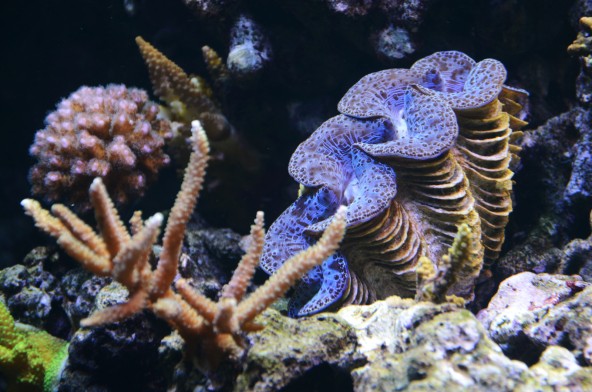 tridacna-5.jpg