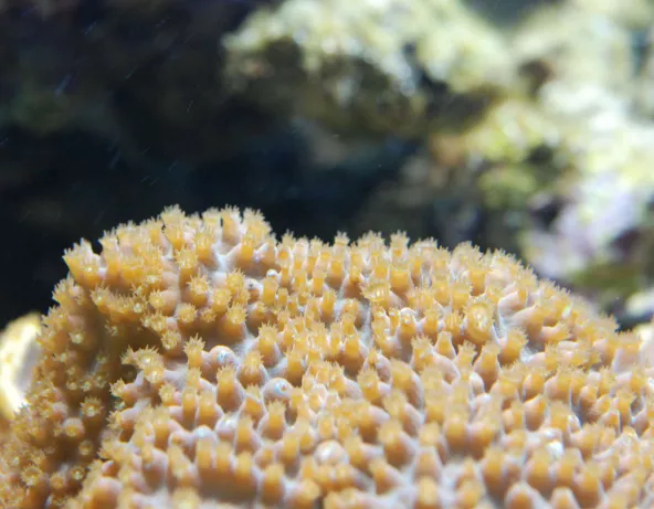 tubinaria_reniformis.jpg