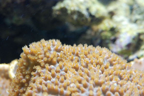 tubinaria_reniformis.jpg