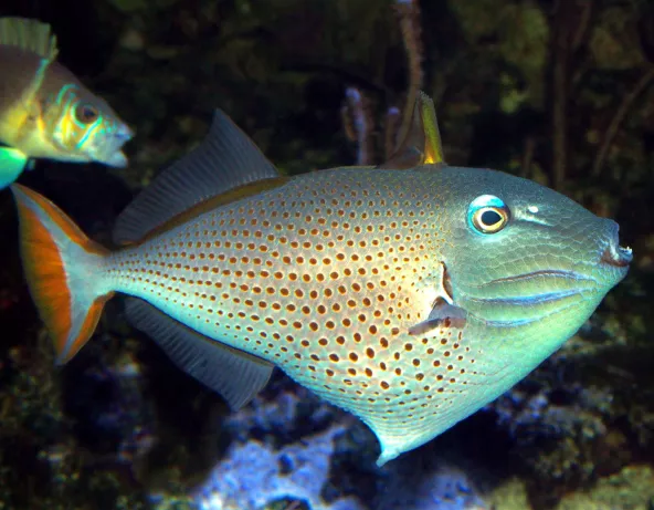 Xanthichthys ringens adulte toutes nageoires déployées, une dorsale et le vestige du  premier rayon anal © Fréderic Fasquel