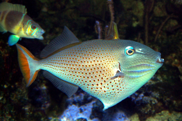 Xanthichthys ringens adulte toutes nageoires déployées, une dorsale et le vestige du  premier rayon anal © Fréderic Fasquel