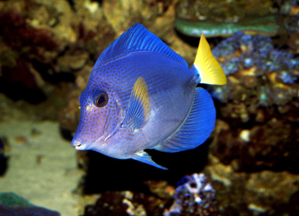 Zebrasoma xanthurum © Frédéric Fasquel