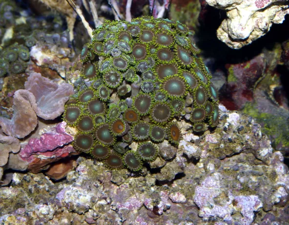 zoanthus_sp_photo_ff_1154.jpg