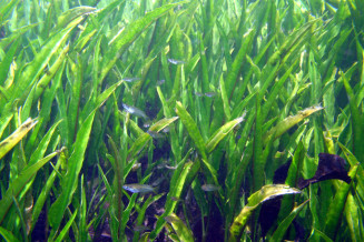 La riviere Tha Pom avec son massif de Cryptocoryne et des poissons  