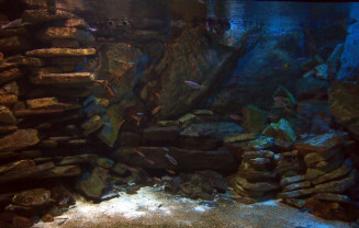 Lake Tanganyika tank at the Tropical Aquarium