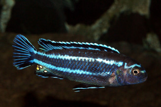 pseudotropheus grands lacs