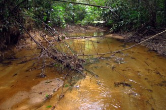 Rivière forestière dans l'est de la Thailande 
