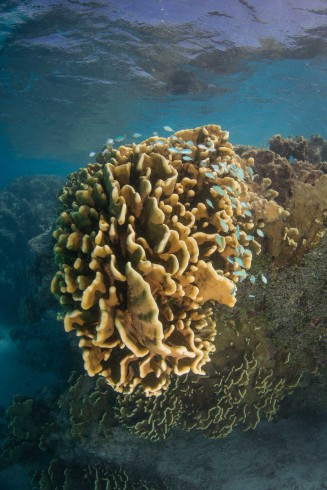 Photo d'un corail Millepora