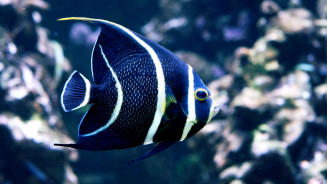 Poisson-ange français - Pomacanthus paru sub adulte