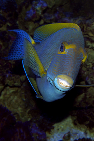 Acanthurus bariene adulte avec la dentition bien visible © Frédéric Fasquel