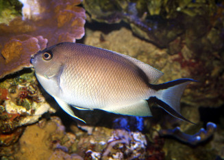 genicanthus_caudovittatus_femelle_adulte_maao_octobre_2016_photo_ff_143.jpg