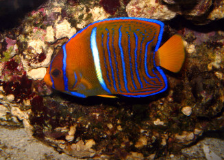 holacanthus_passer_juvenile_photo_ff_8.jpg