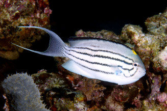 Mâle Genicanthus lamark adulte avec les pelviennes entièrement noires et la tache jaune sur le haut du front photo F Fasquel