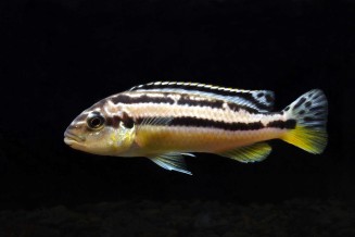 Melanochromis auratus femelle © Frédéric Fasquel