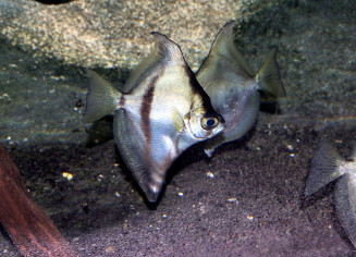 African sunfish - Monodactylus sebae