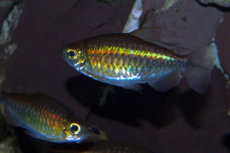 Phenacogrammus interruptus femelle adulte © Fréderic Fasquel