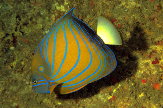 pomacanthus_annularis_adulte_in_situ_thailande_photo_ff_2.jpg