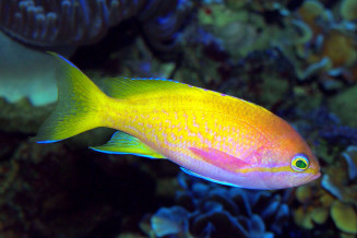 Pseudanthias bimaculata femelle adulte © Fréderic Fasquel