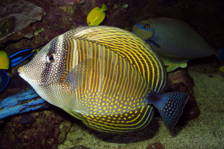 Zebrasoma desjardinii adulte au masque tachete sur la tete et la caudale sombre © Frédéric Fasquel